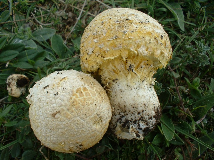 Floccularia luteovirens